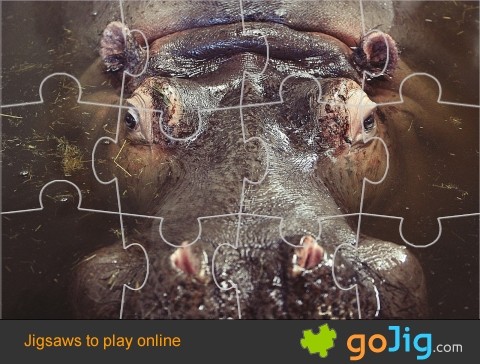 Jigsaw : Hippo Submerged