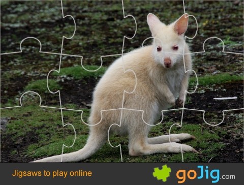 Jigsaw : White Kangaroo