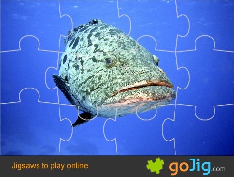 Jigsaw : Fish (Perch)