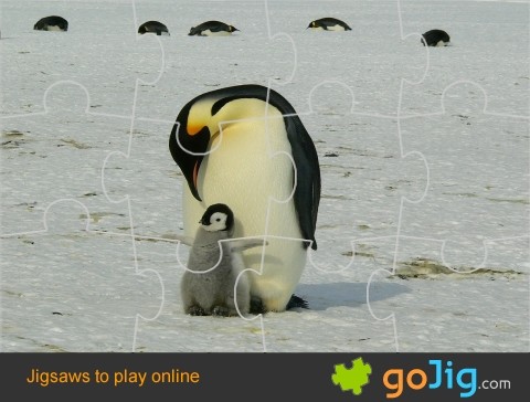 Jigsaw : Emperor Penguins