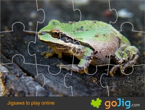Jigsaw : Frog