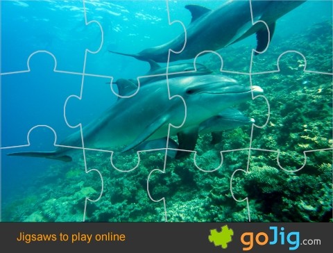 Jigsaw : Dolphins