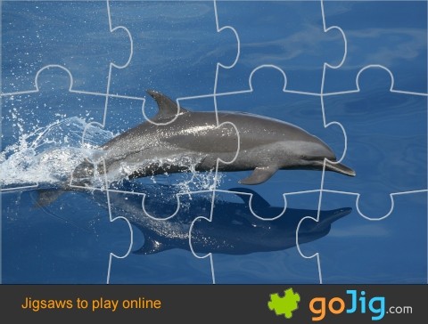 Jigsaw : Dolphin