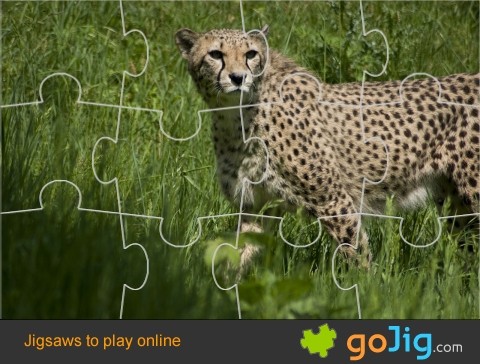 Jigsaw : Cheetah
