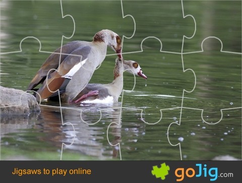 Jigsaw : Geese