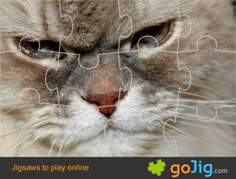 Jigsaw : Kitty