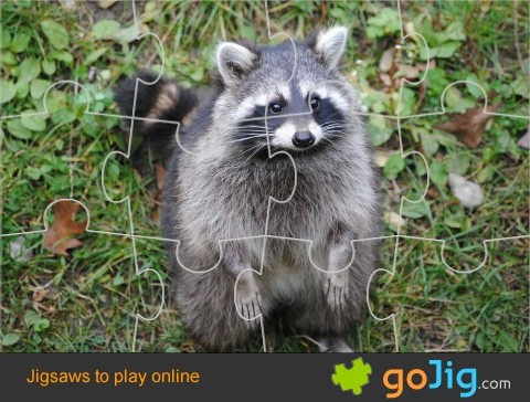 Jigsaw : Raccoon