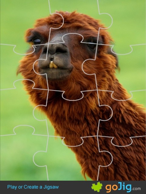 Jigsaw : Alpaca