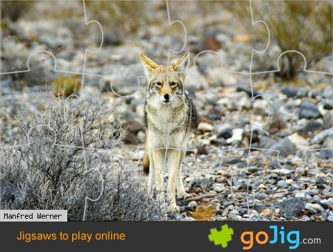 Jigsaw : Coyote