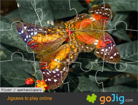 Jigsaw : Pair of Butterflies