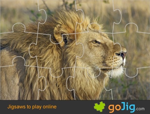 Jigsaw : Lion