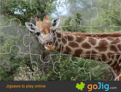 Jigsaw : Giraffe