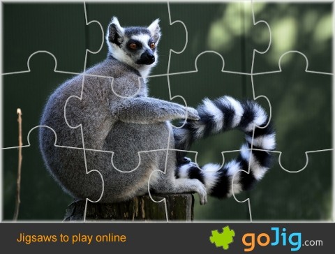 Jigsaw : Ring Tailed Lemur