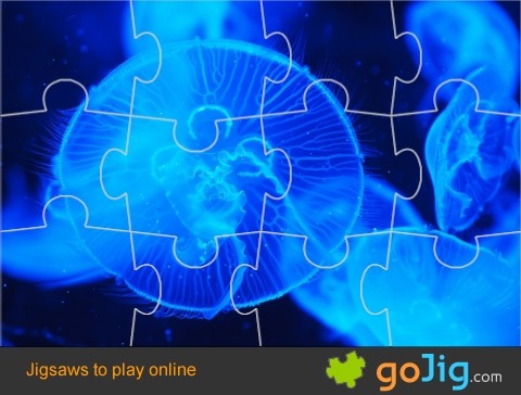 Jigsaw : Jellyfish