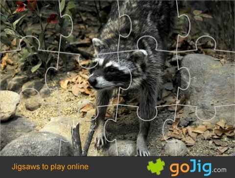 Jigsaw : Close-up Of a Raccoon