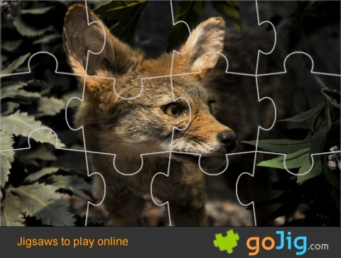 Jigsaw : Fox Face Close-Up