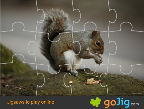 Jigsaw : Squirrel Eating a Nit