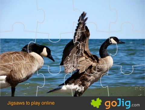 Jigsaw : Canadian Geese