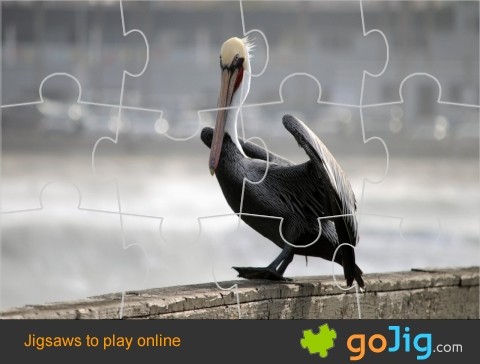 Jigsaw : Pelican