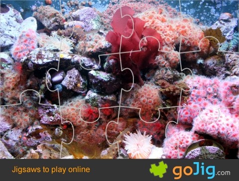 Jigsaw : Vibrant Coral Reef
