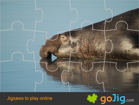 Jigsaw : Elephant Seal
