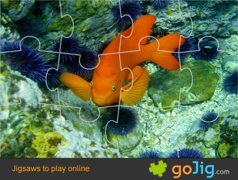 Jigsaw : Garibaldi Fish