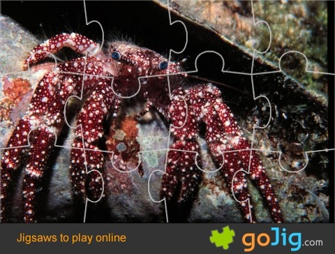 Jigsaw : White-Speckled Hermit Crab