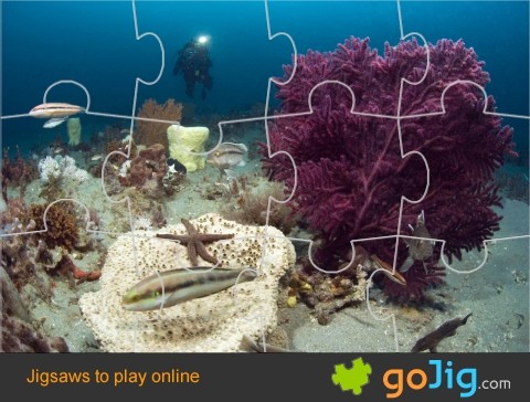 Jigsaw : Reef Diver