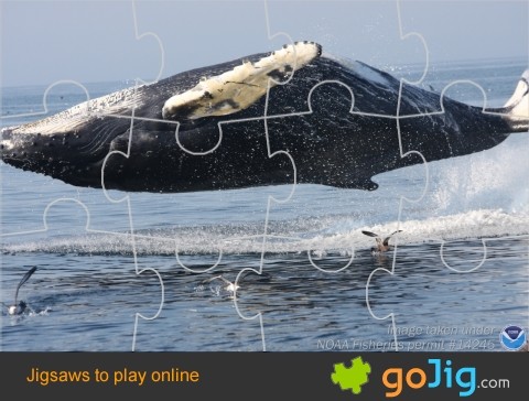Jigsaw : Levitating whale