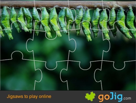 Jigsaw : Butterflies in Cocoons