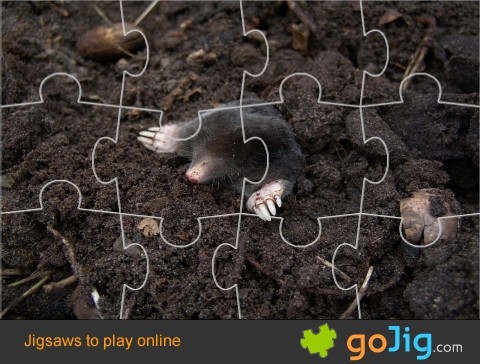 Jigsaw : A Mole Emerges