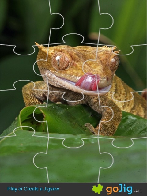 Jigsaw : Gecko