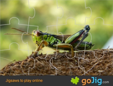 Jigsaw : Grasshopper