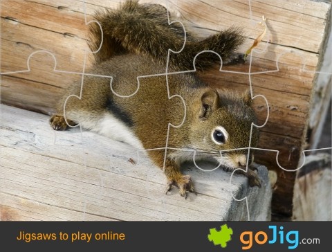 Jigsaw : Squirrel
