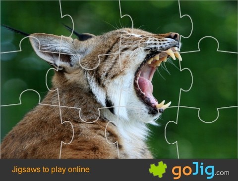 Jigsaw : Yawning Bobcat