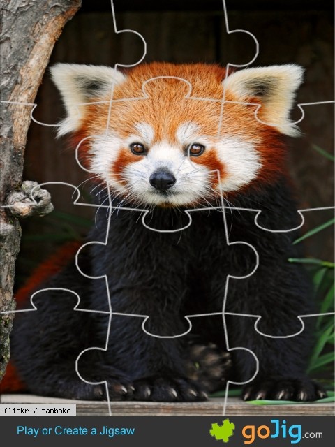 Jigsaw : Red Panda