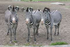 Jigsaw : Three Zebras