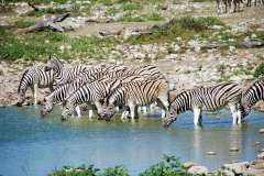 Jigsaw : Zebras Watering Hole