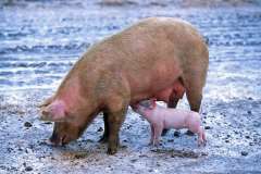 Jigsaw : Sow and Piglet