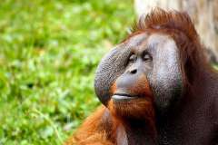 Jigsaw : Orangutan