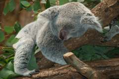 Jigsaw : Sleeping Koala