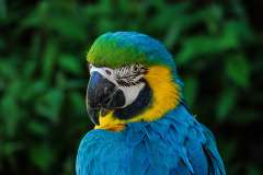 Jigsaw : Blue Parrot