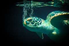 Jigsaw : Sea Turtle