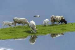 Jigsaw : Cows by Water