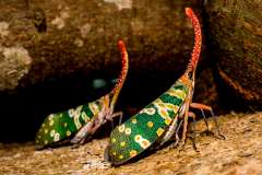 Jigsaw : Canthigaster Cicada