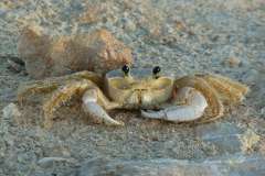 Jigsaw : Crab on the Beach