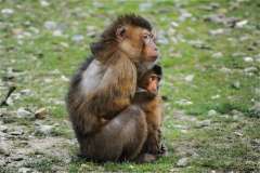 Jigsaw : Barbary Macaque