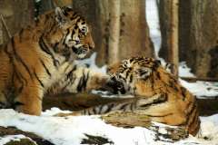 Jigsaw : Tigers in Snow