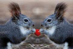 Jigsaw : Love Squirrels