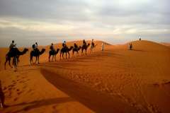 Jigsaw : Camels in the Desert